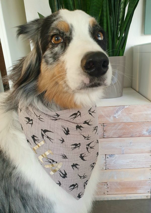 auch für Hunde möglich